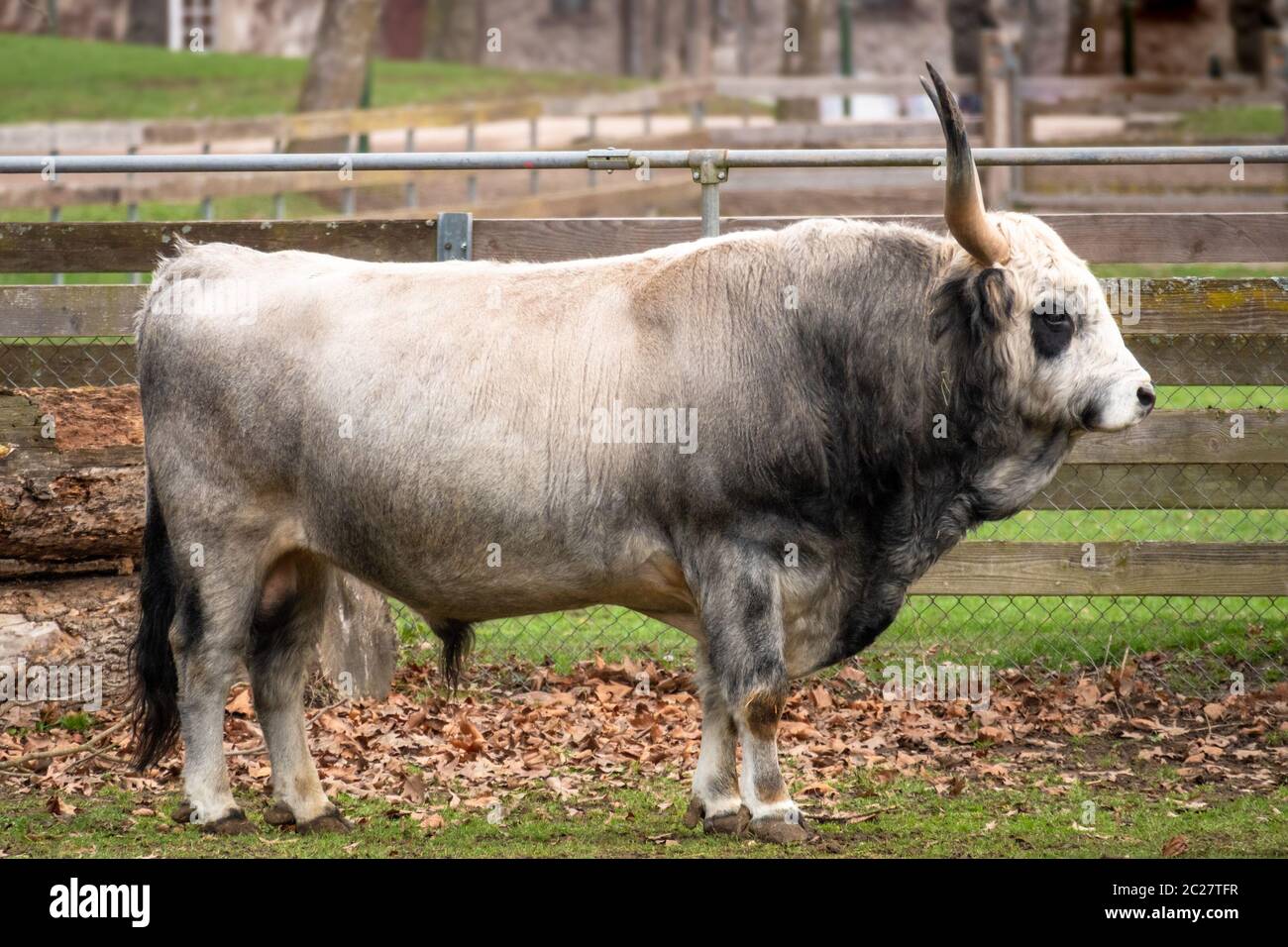 Big Bull At A Farm Stock Photo Alamy