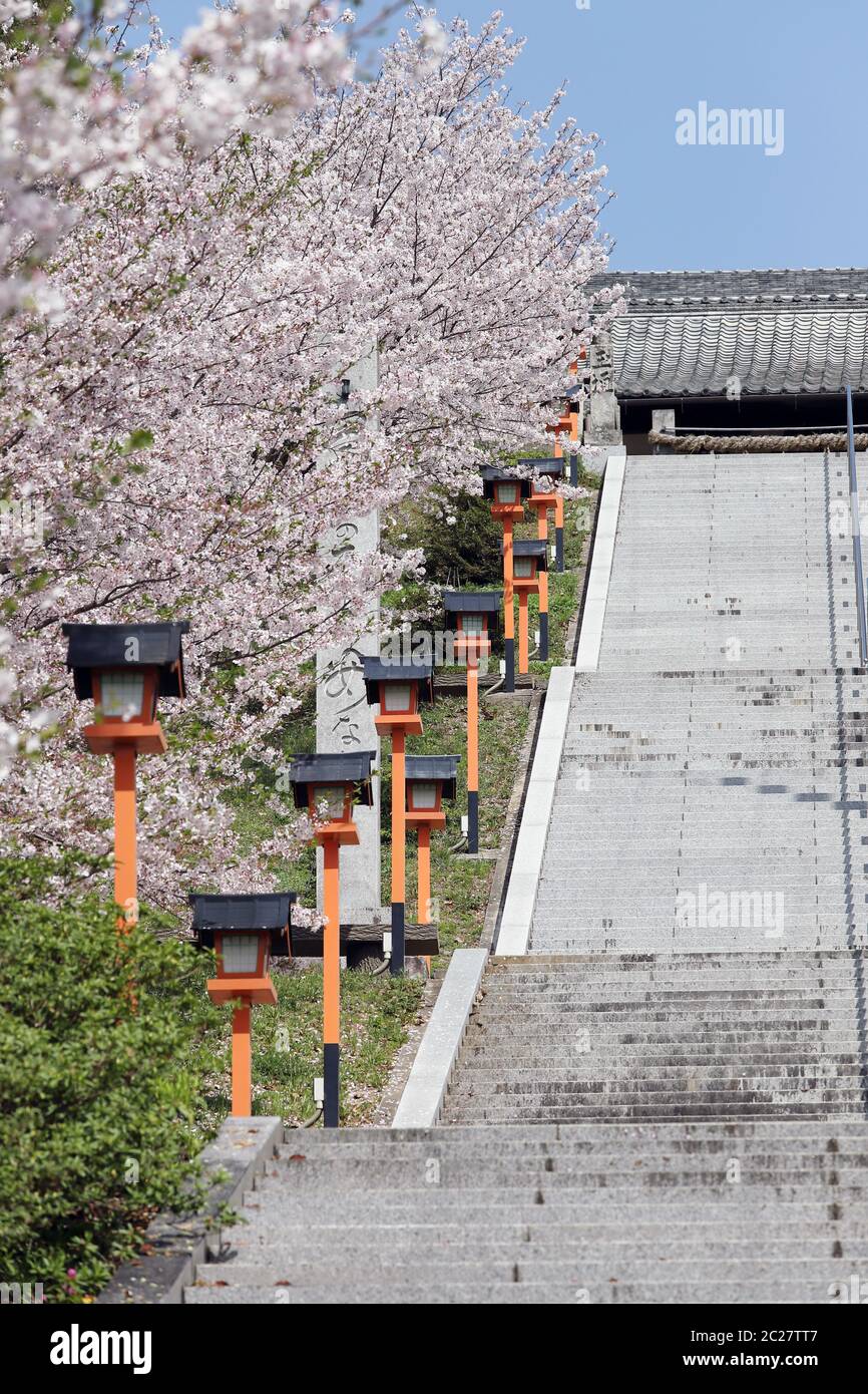 Cherry blossom tree with stairway, Japanese scene Stock Photo