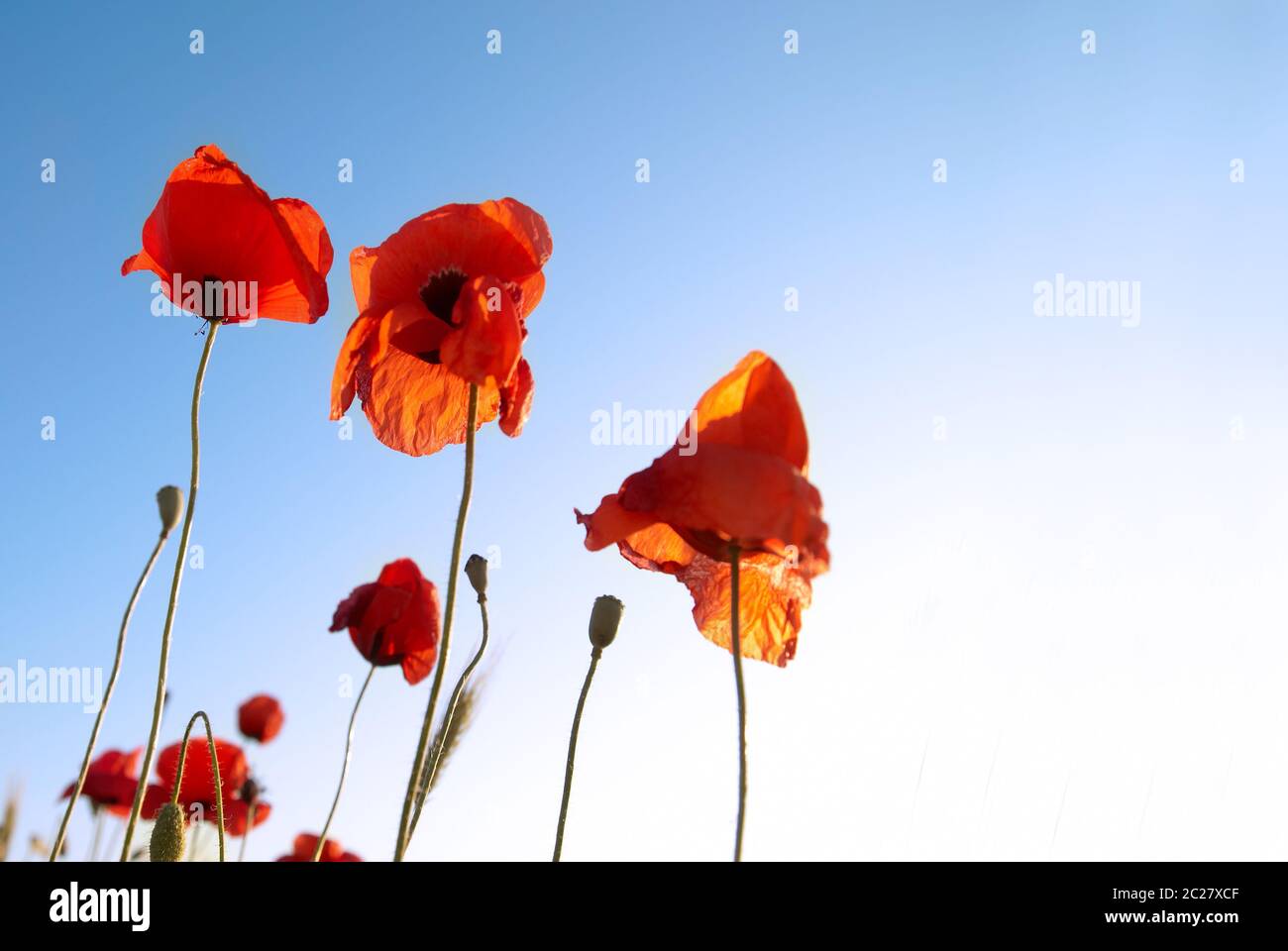 Beautiful red poppies on the blue sky background Stock Photo - Alamy