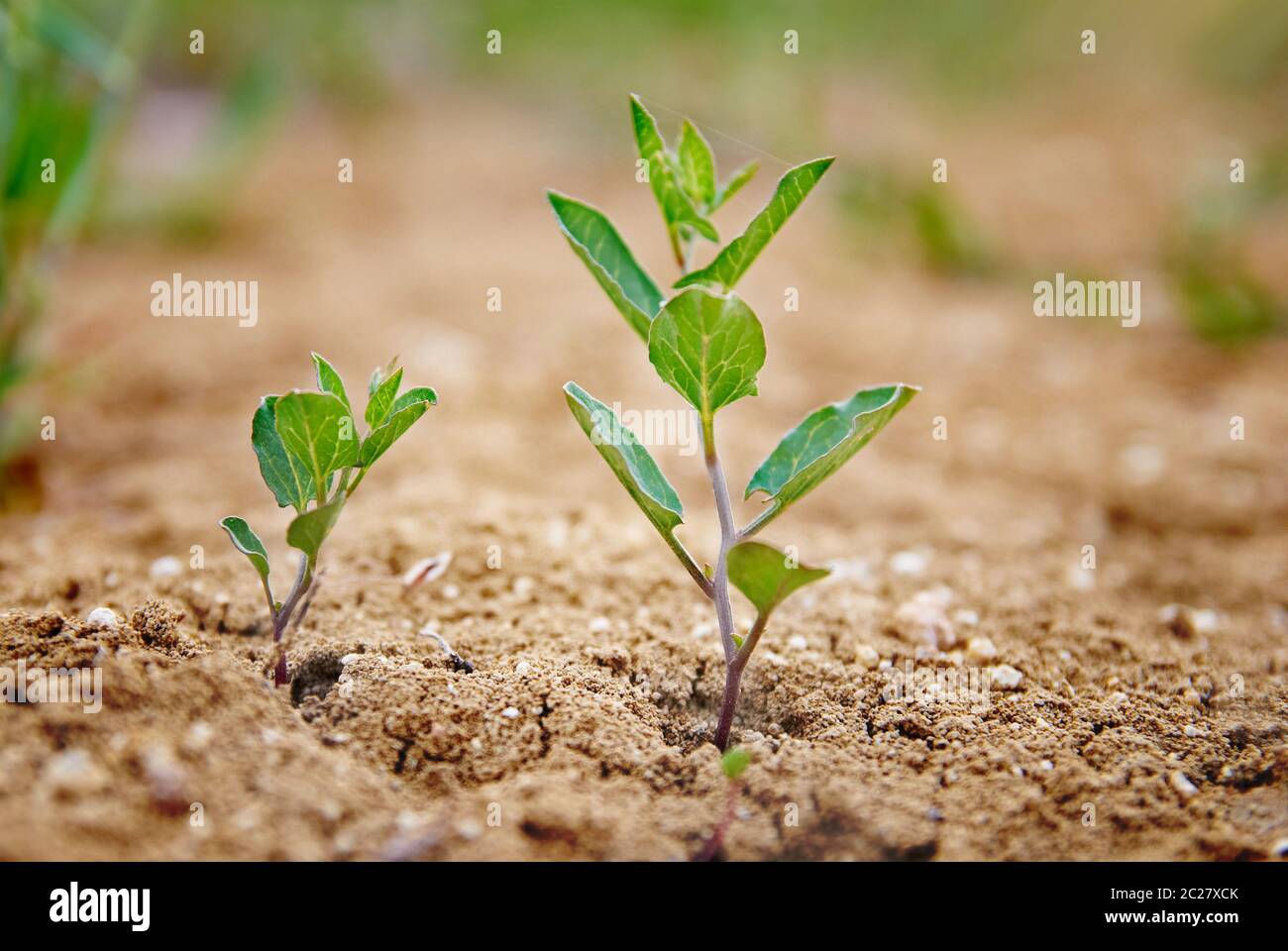 Little green plant growing in the desert Stock Photo Alamy