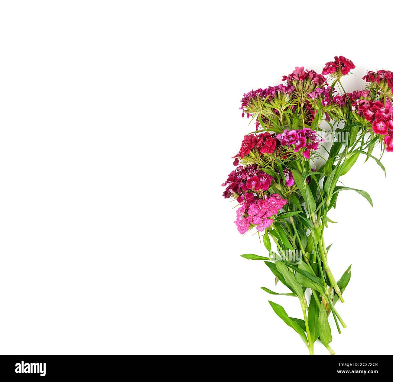 Buds blooming Turkish carnations Dianthus barbatus on a white background, flat lay, copy space Stock Photo