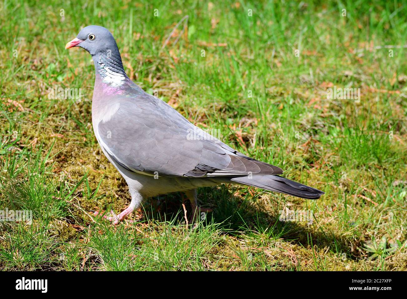 Portrait from a Common wood pigeon Stock Photo
