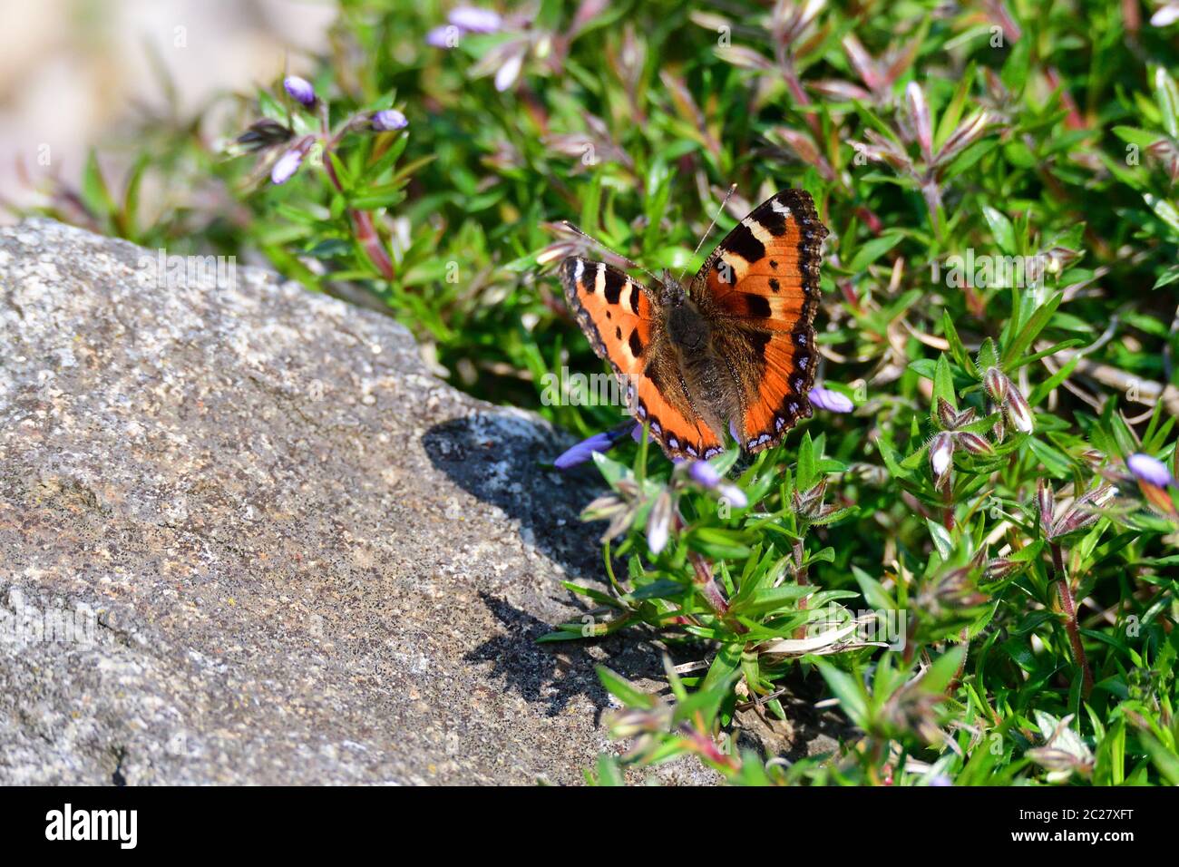 Small tortoiseshell in spring in a garden Stock Photo