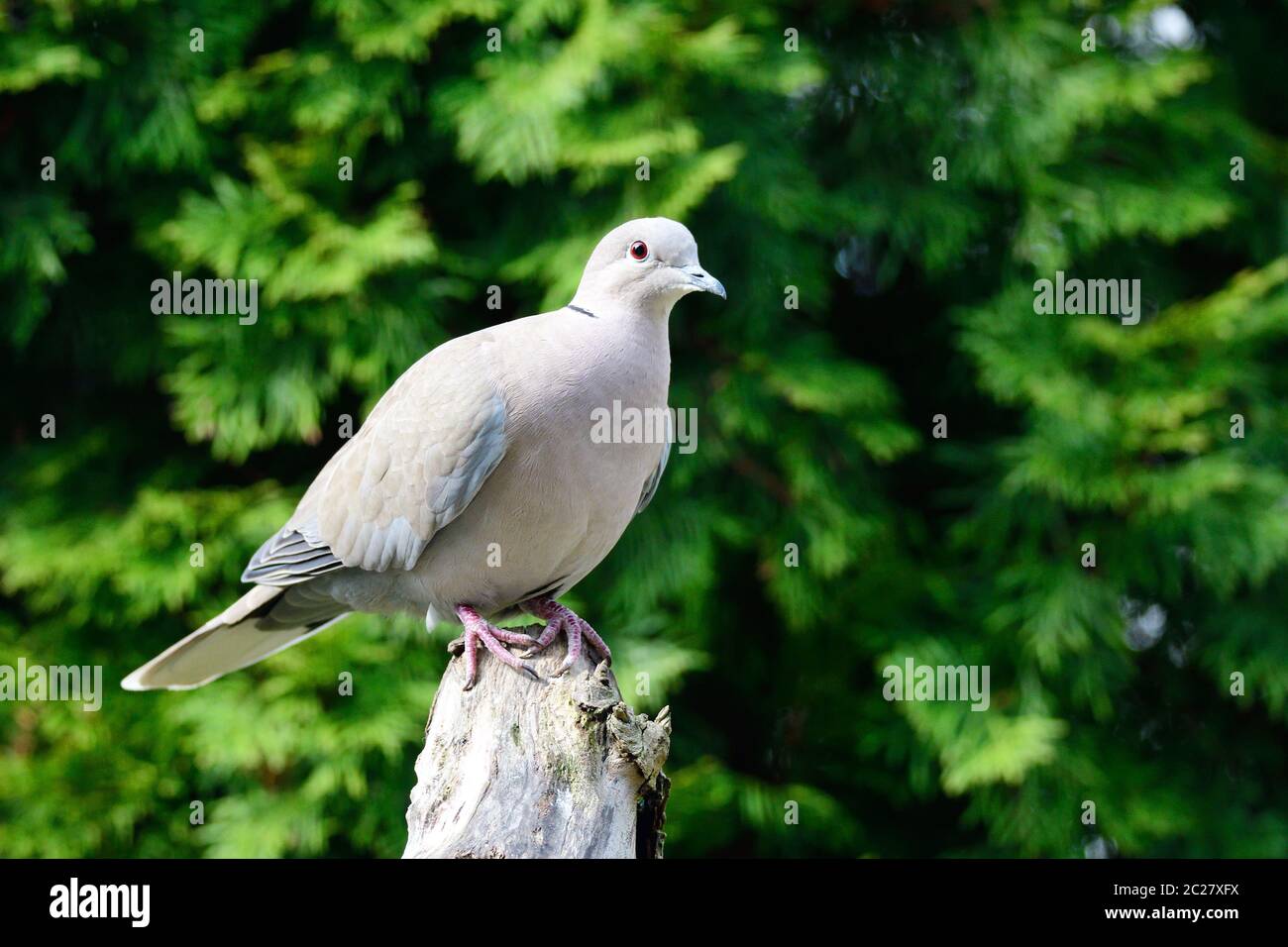 Eurasian collared dove Stock Photo
