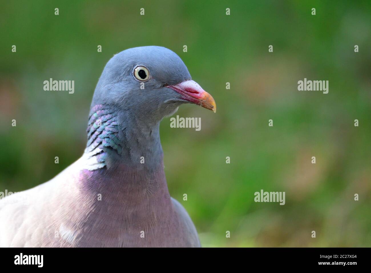 Portrait from a Common wood pigeon Stock Photo