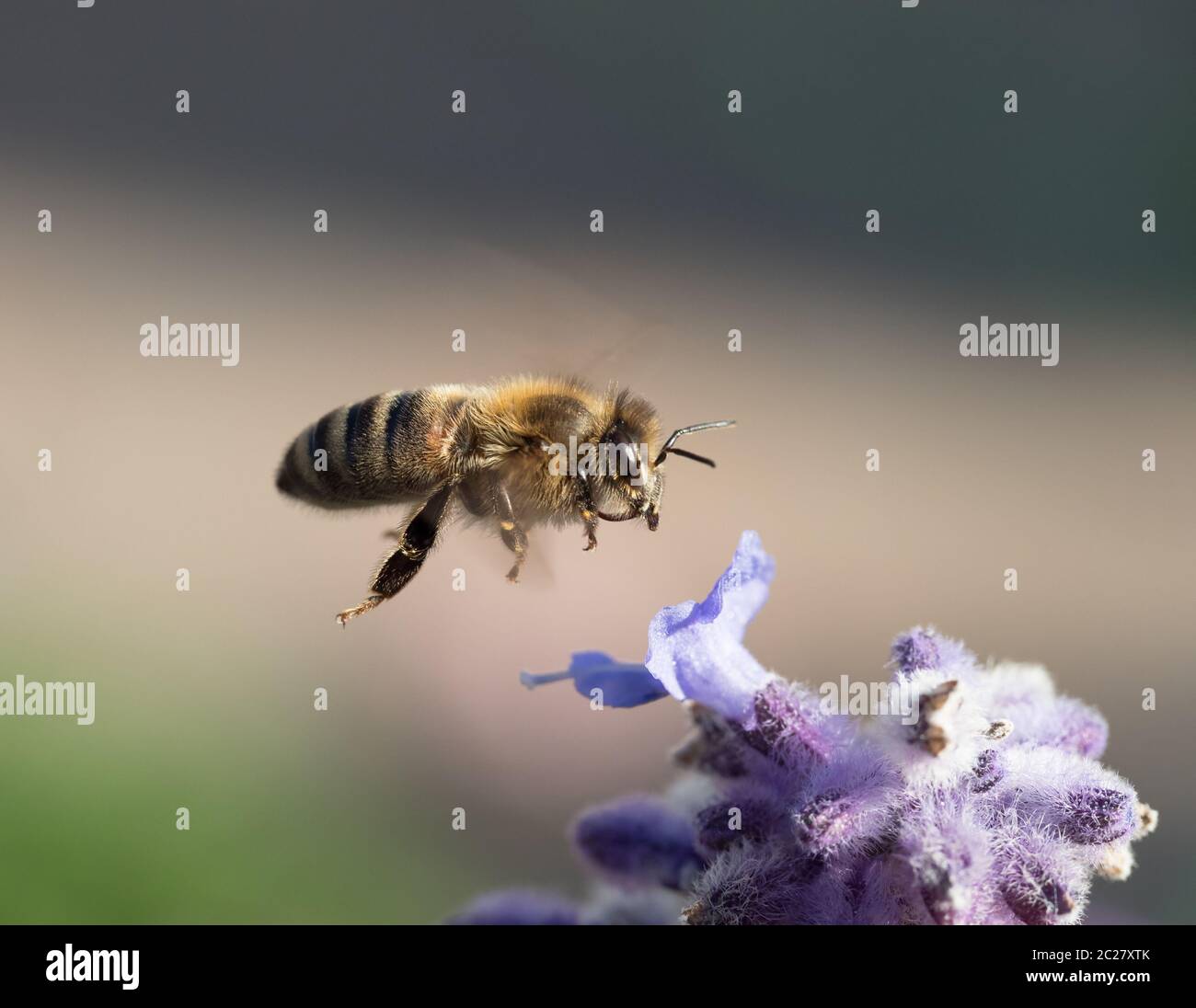 Macro shot of Honey Bee in flight by flower. Stock Photo