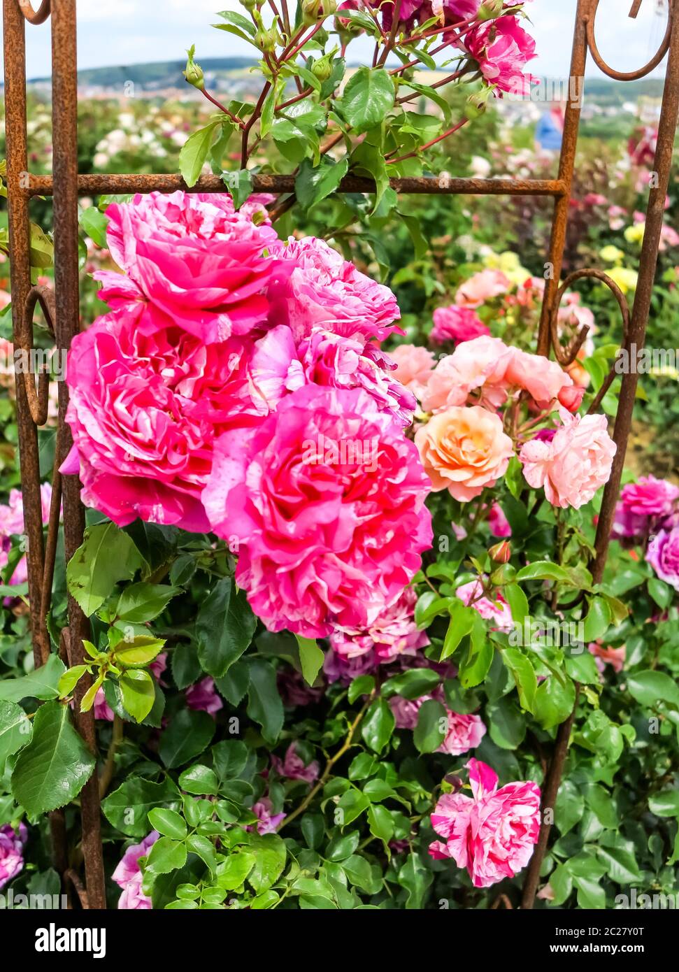 Tall pink climbing rose shrub in a rose garden Stock Photo