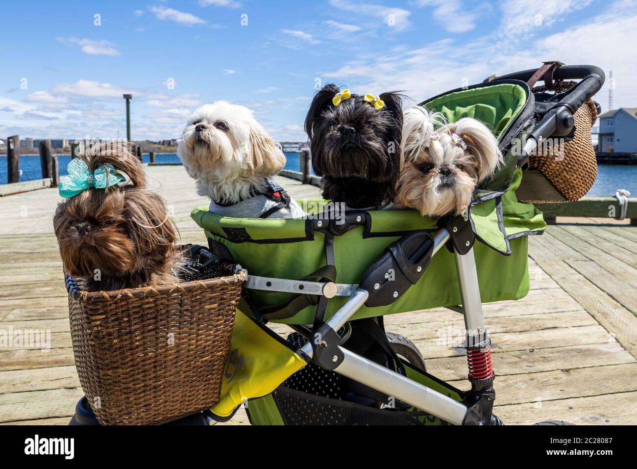 Funny small Dogs in a stroller Stock Photo