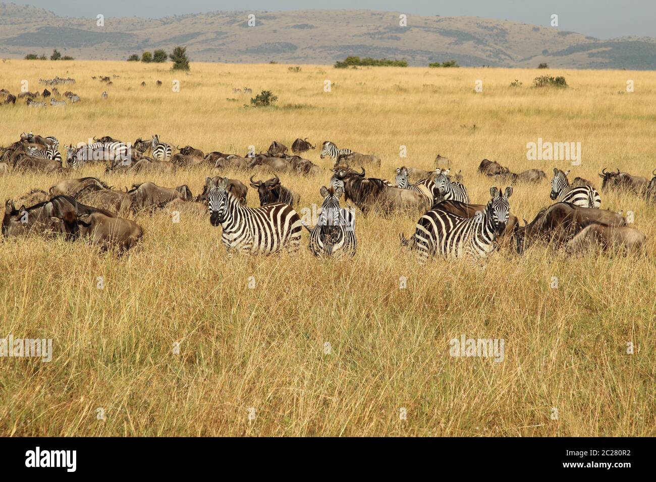 Zebras and Gnus on a common wandering Stock Photo