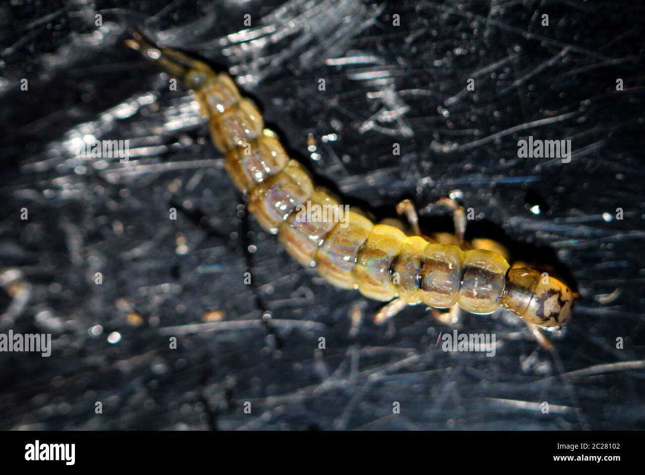 larva of a dragonfly Stock Photo