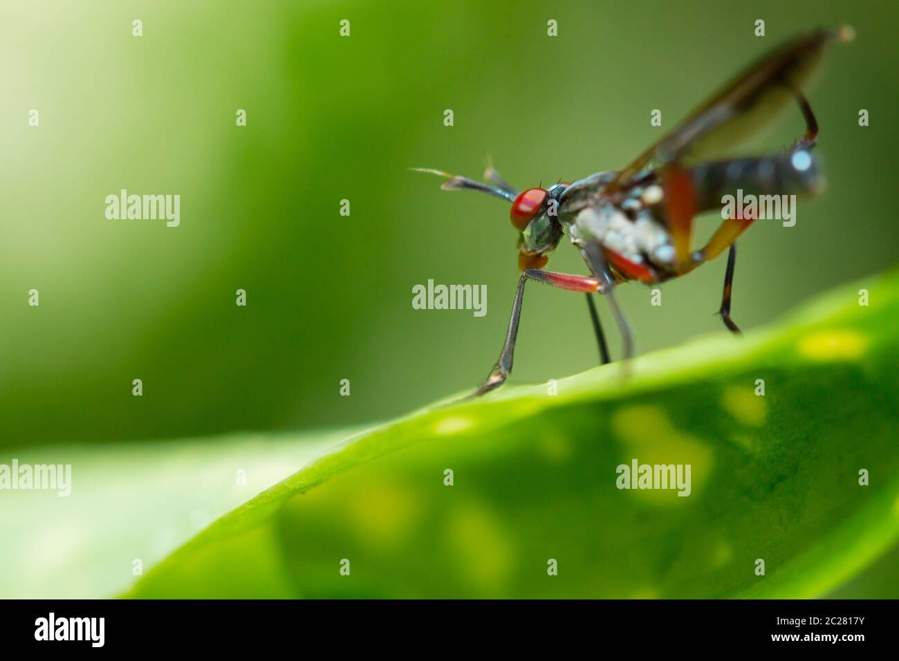 Hunter bug hi-res stock photography and images - Alamy