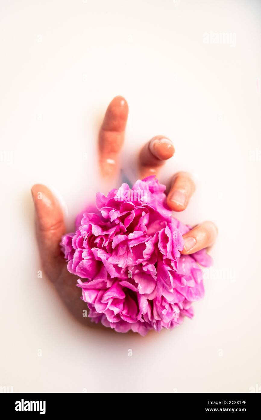 Milk beauty spa. Woman's hand holds peony in milk bath. Wellness treatment with flower petals. Close up. Copy space.  Stock Photo