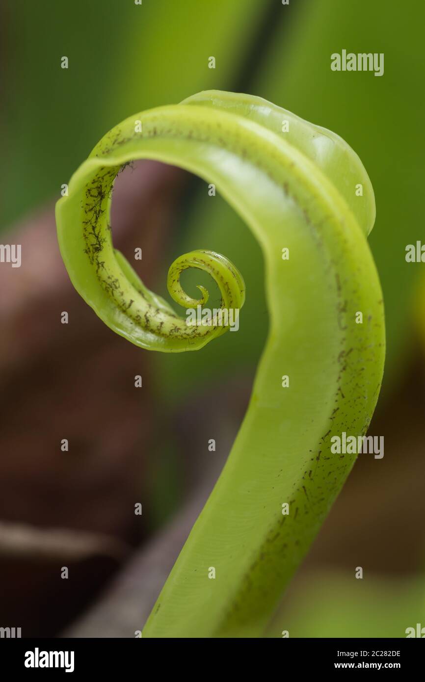 Curly fern leaf hi-res stock photography and images - Alamy