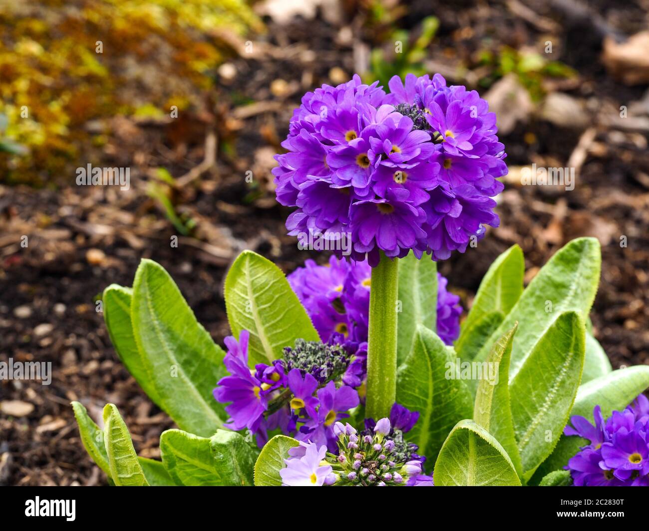 Purple drumstick primula (Primula denticulata) flowering in a garden in spring Stock Photo