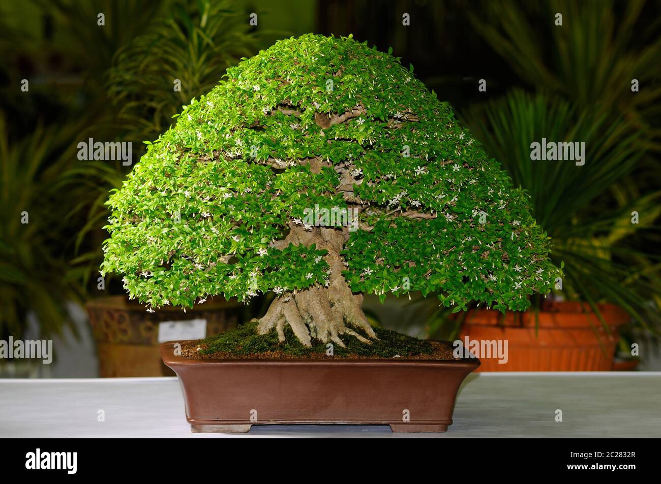 Indoor Bonsai Tree High Resolution Stock Photography And Images Alamy Indoor Bonsai Tree High Resolution Stock Photography And Images Alamy