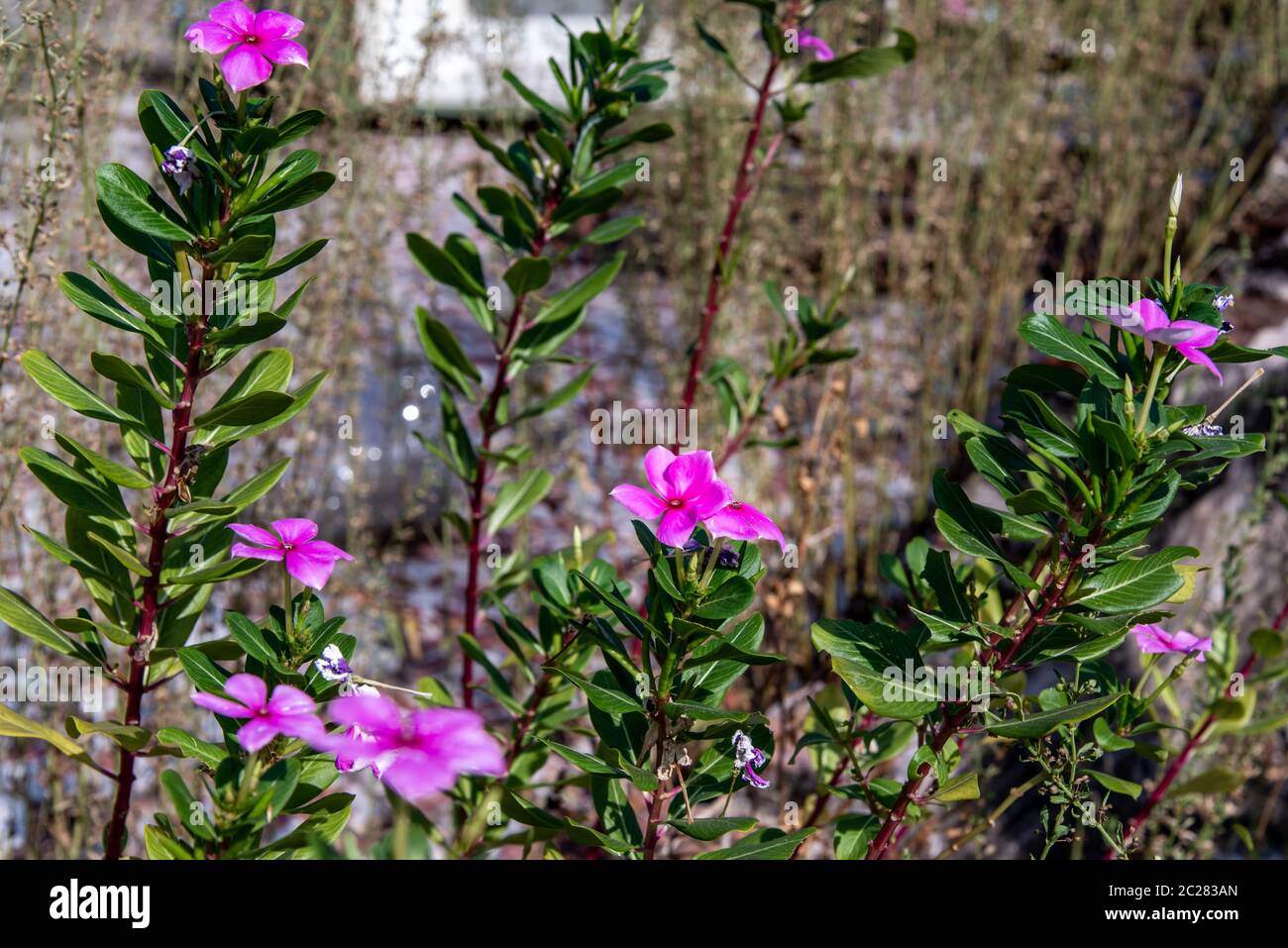 Purple flame flowers of phlox (Phlox paniculata) in the garden, Phlox paniculata flowers. Stock Photo