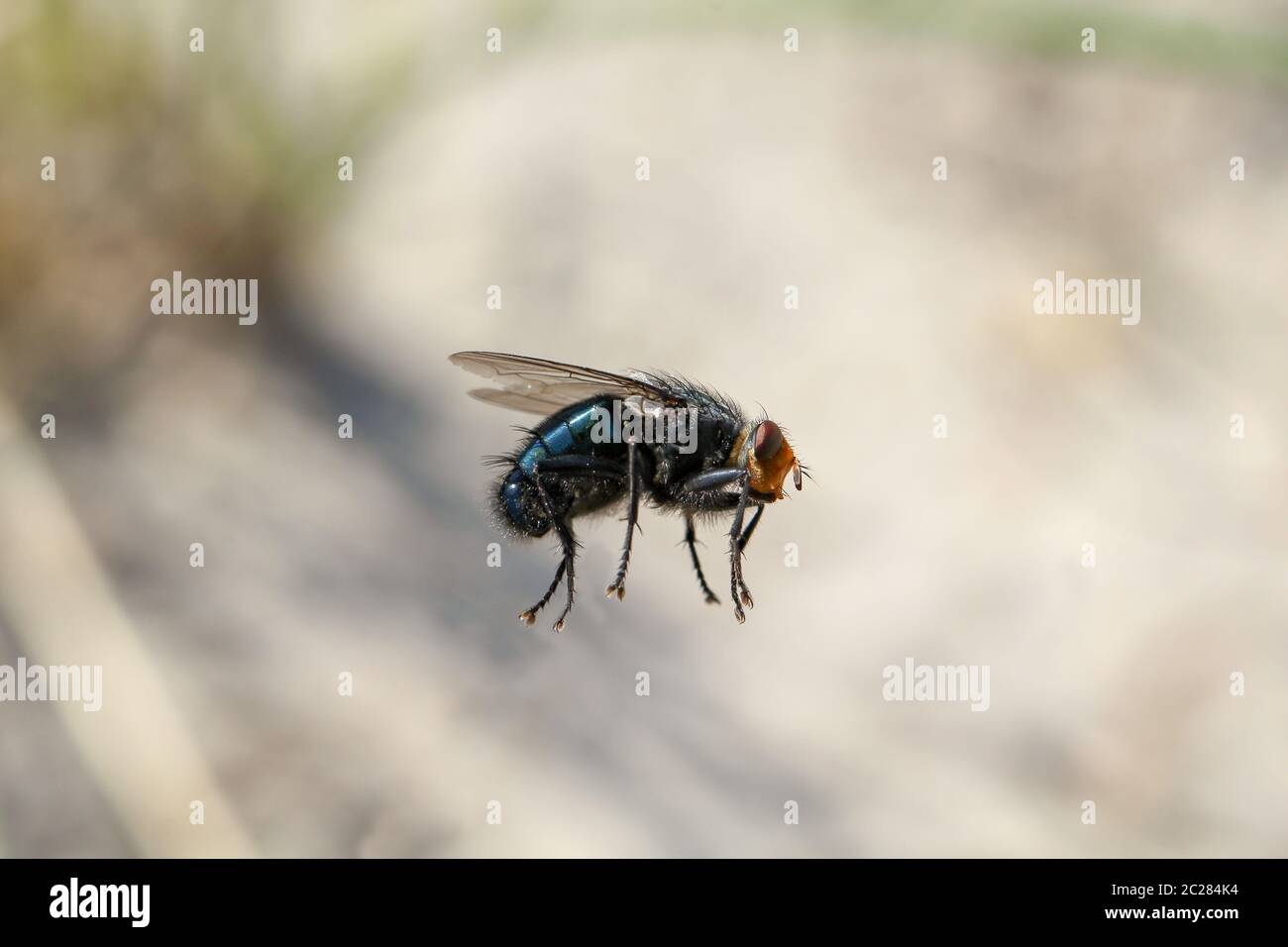 Fly Bott Bott fly hi-res stock photography and images - Alamy