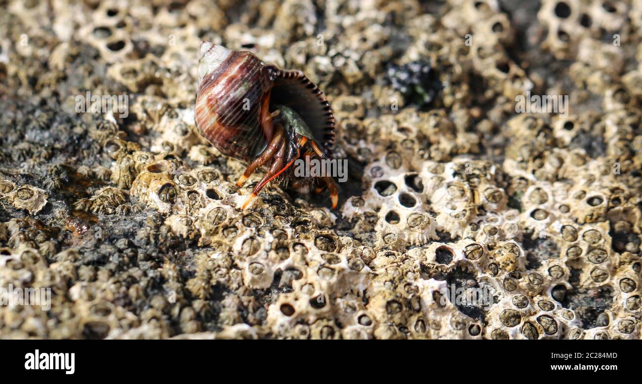 a hermit crab in its snail Stock Photo Alamy