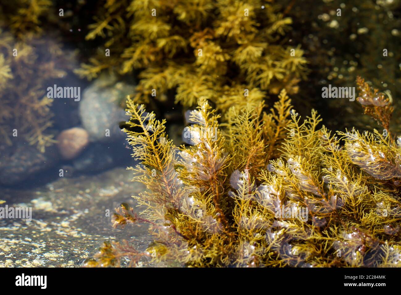 aquatic plants that grow in a place that is just covered with water at ebbe Stock Photo
