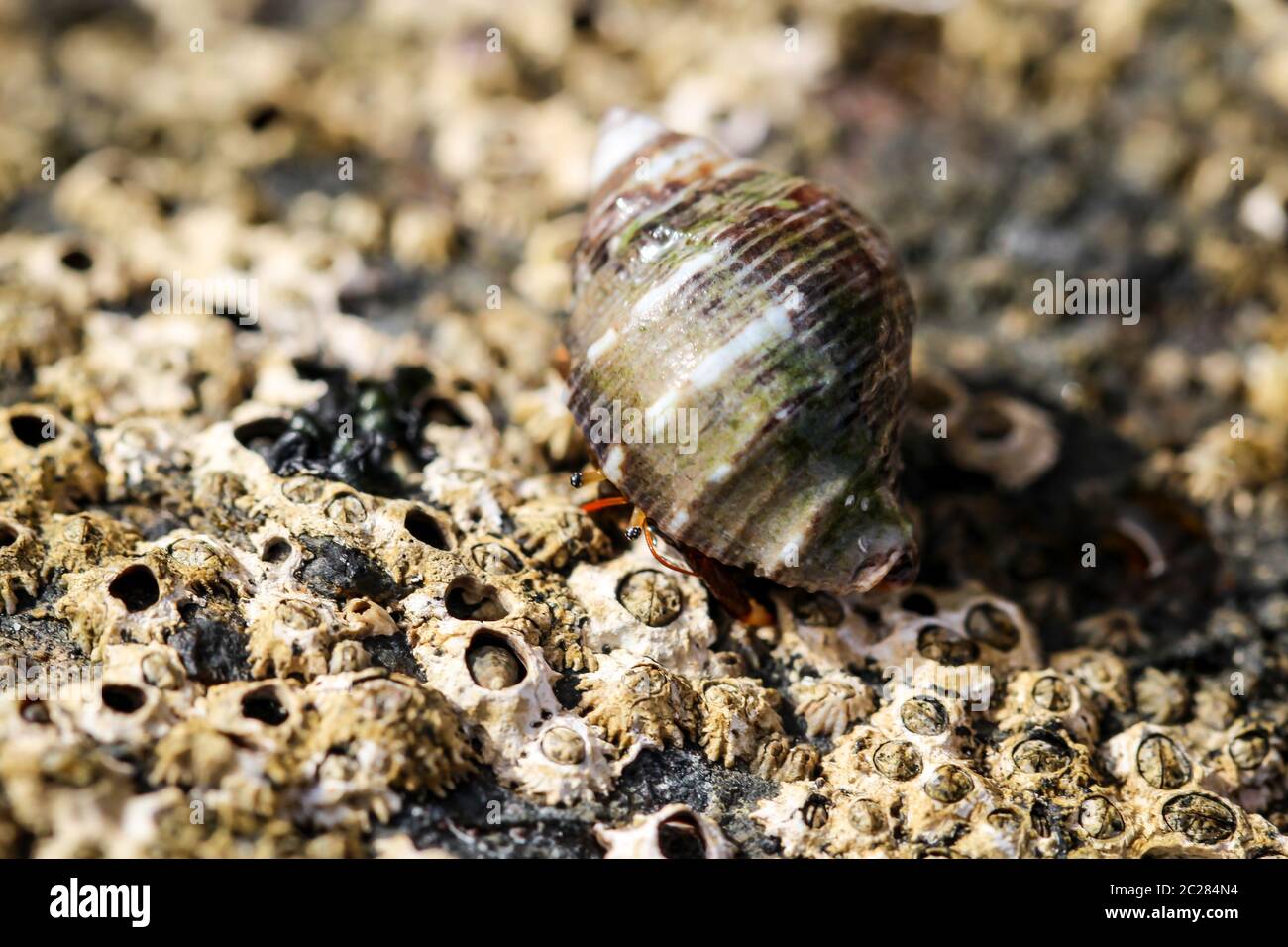 a hermit crab in its snail Stock Photo Alamy