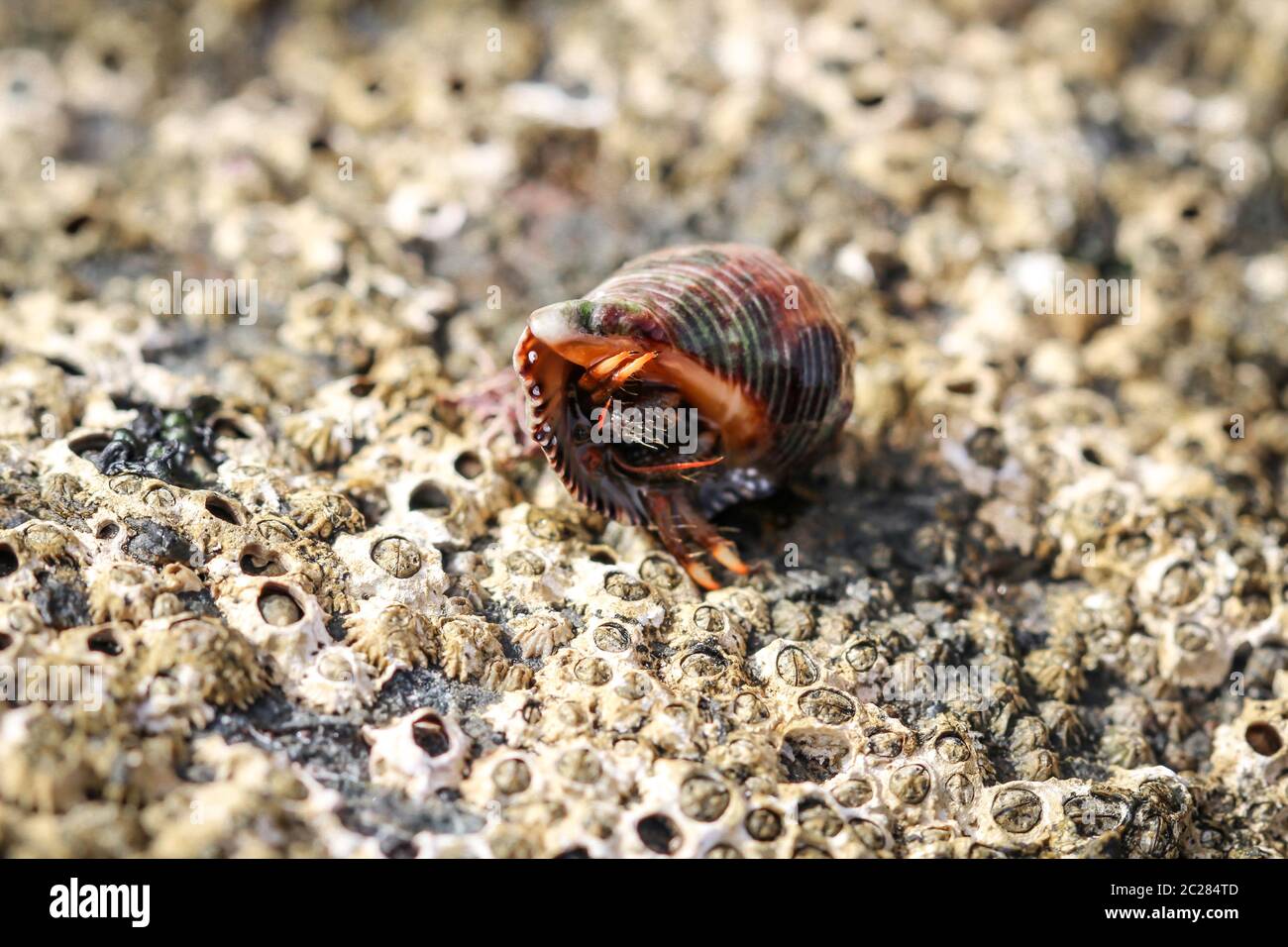a hermit crab in its snail Stock Photo Alamy
