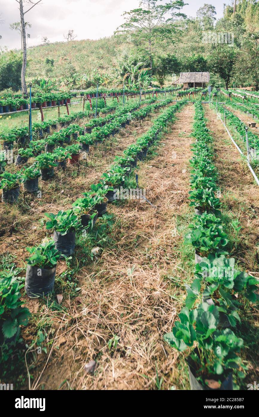 Mountain sweet berry farm hires stock photography and images Alamy