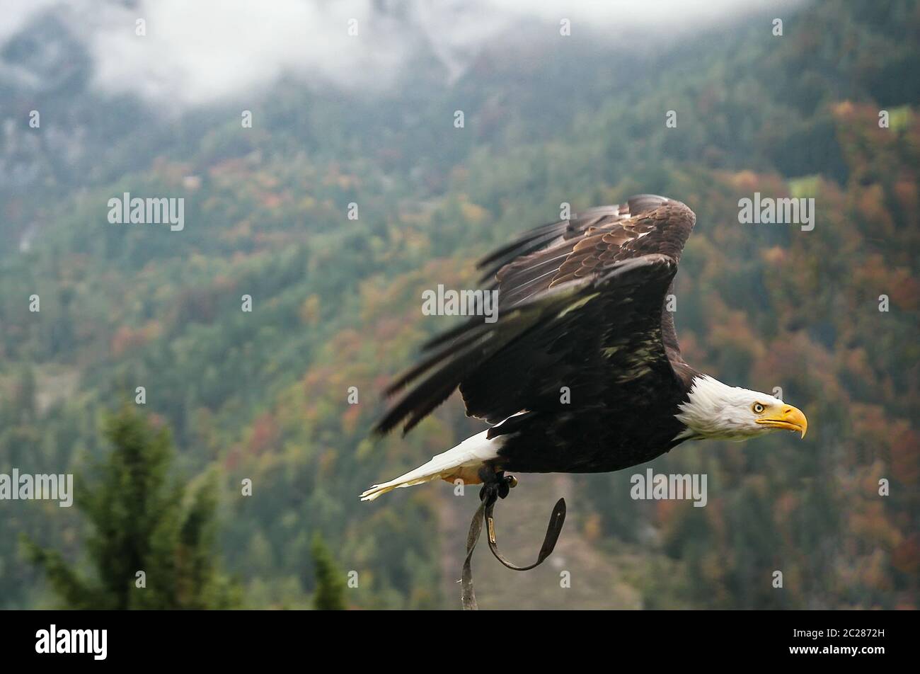 Bald Eagle in flight, Austria Stock Photo