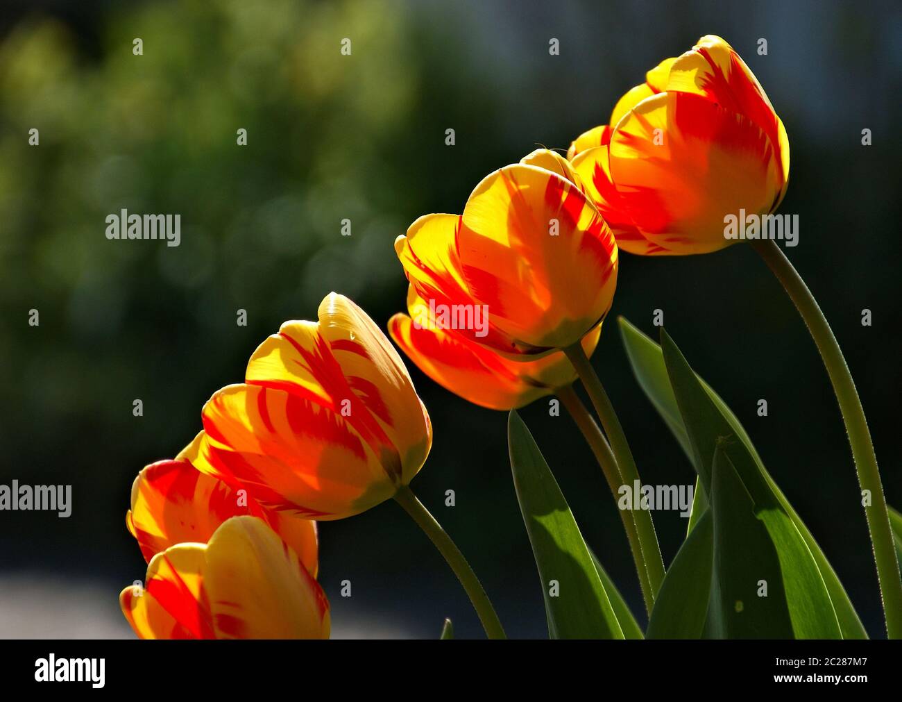Tulpen im Sonnenlicht Stock Photo