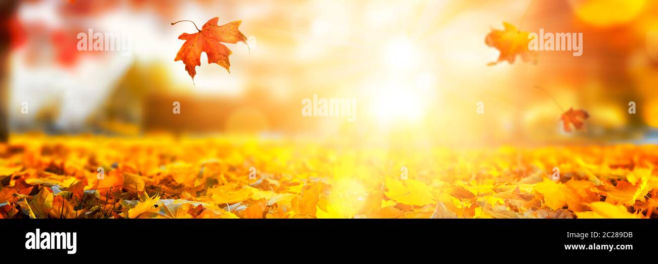 Colorful autumn sunset background Stock Photo
