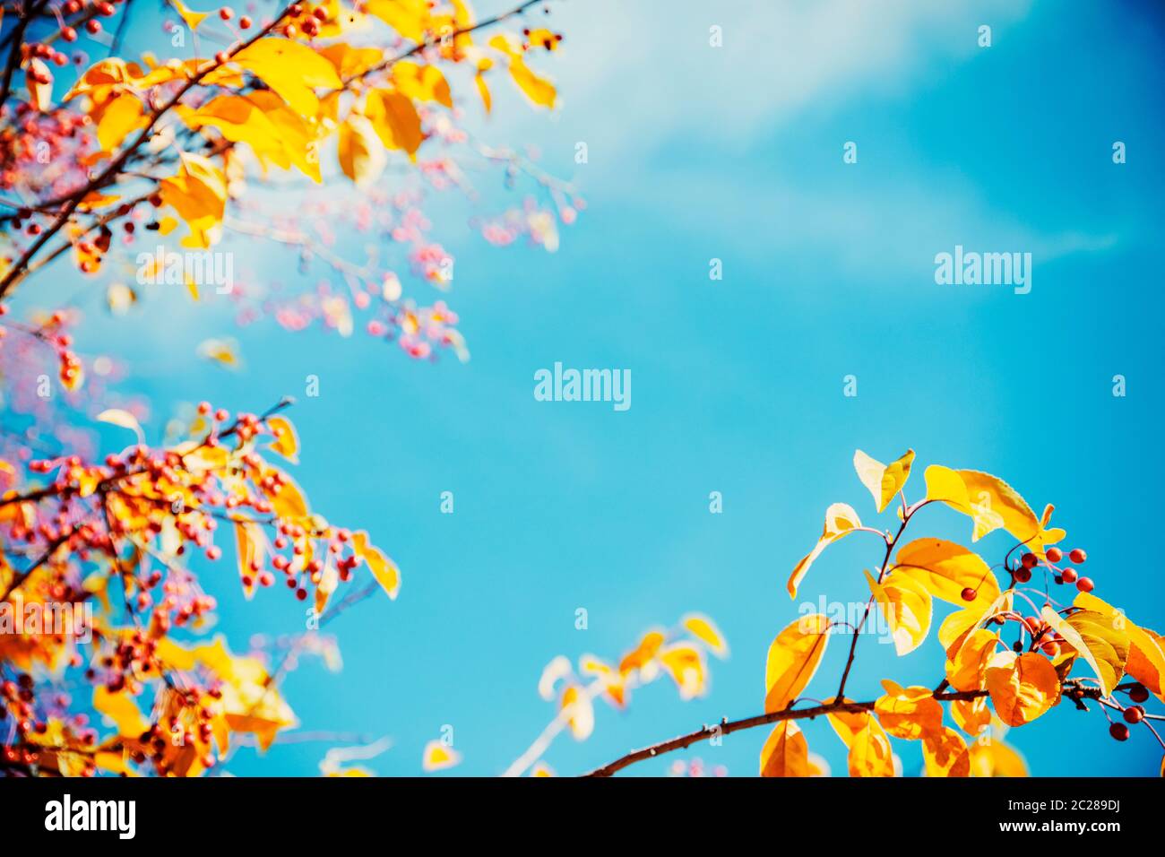 Autumn tree leaves over blue sky background Stock Photo