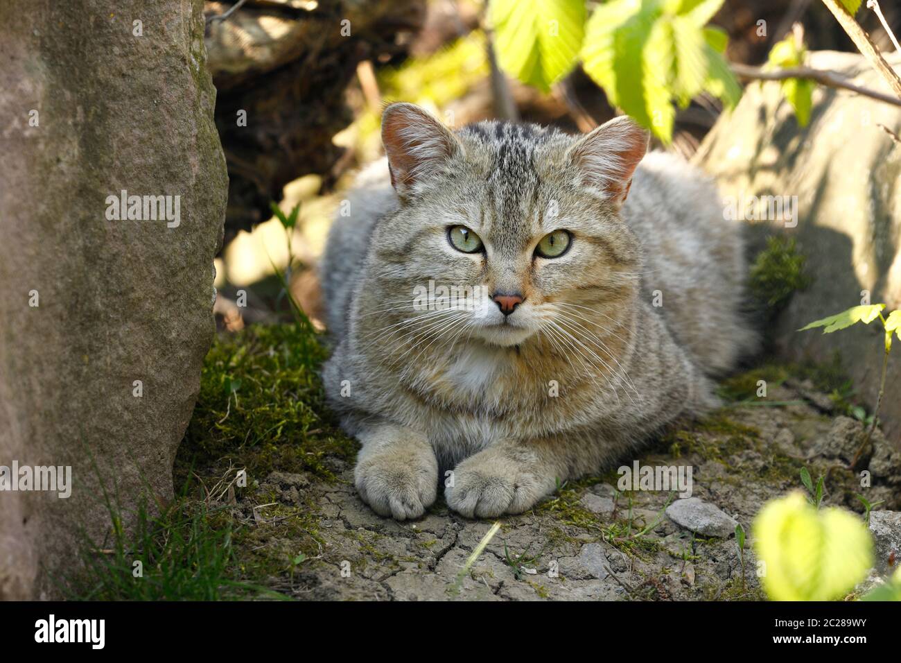 The European Wildcat Stock Photo - Alamy