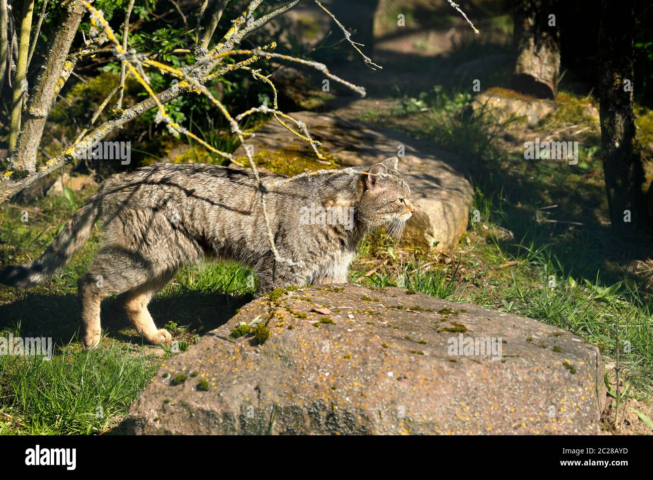 The European Wildcat Stock Photo Alamy