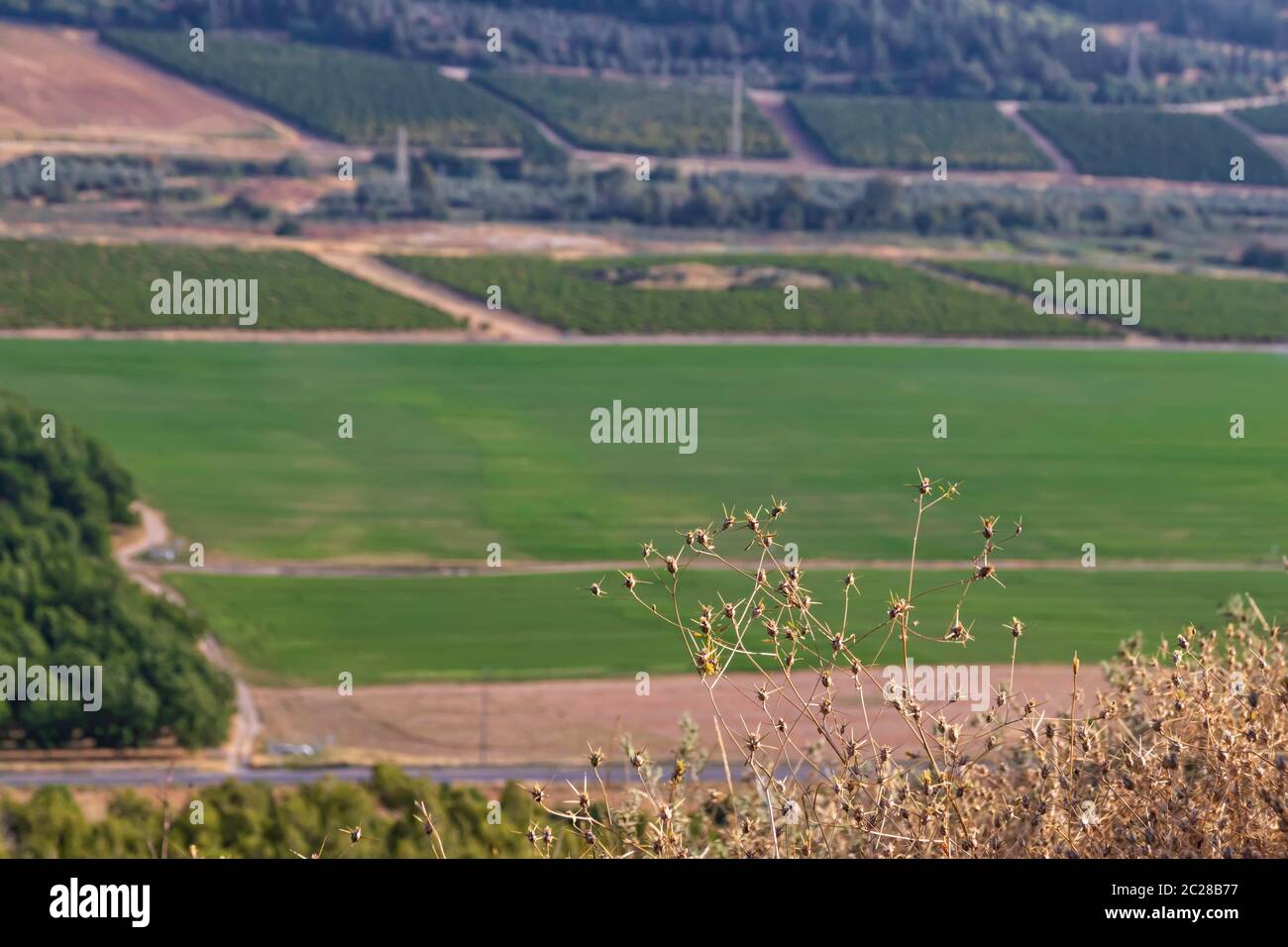 Dry vegetation hi-res stock photography and images - Alamy