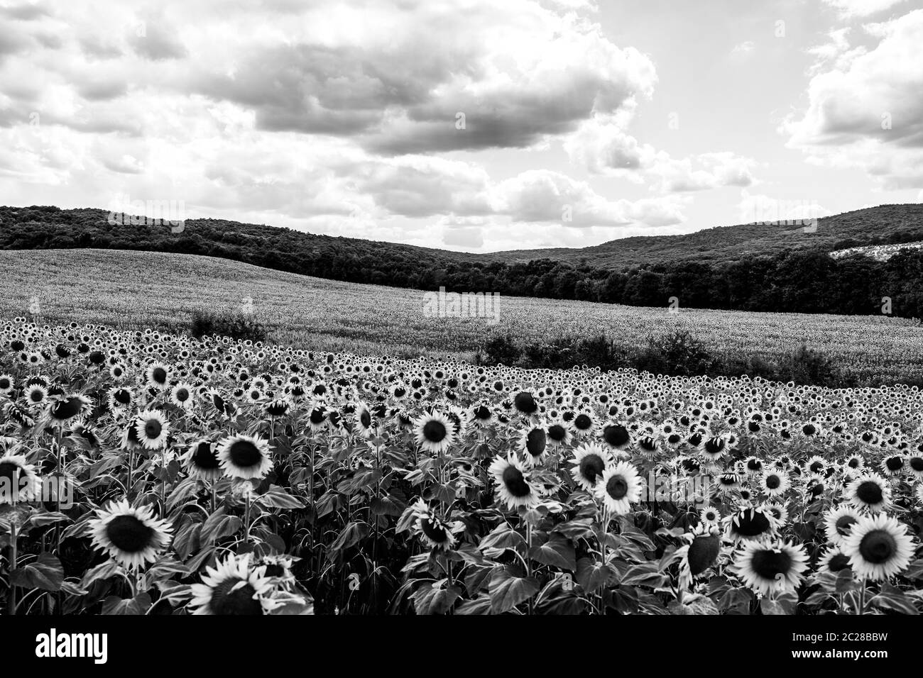 Blooming sunflower field. Agricultural grounds. Black and white Stock
