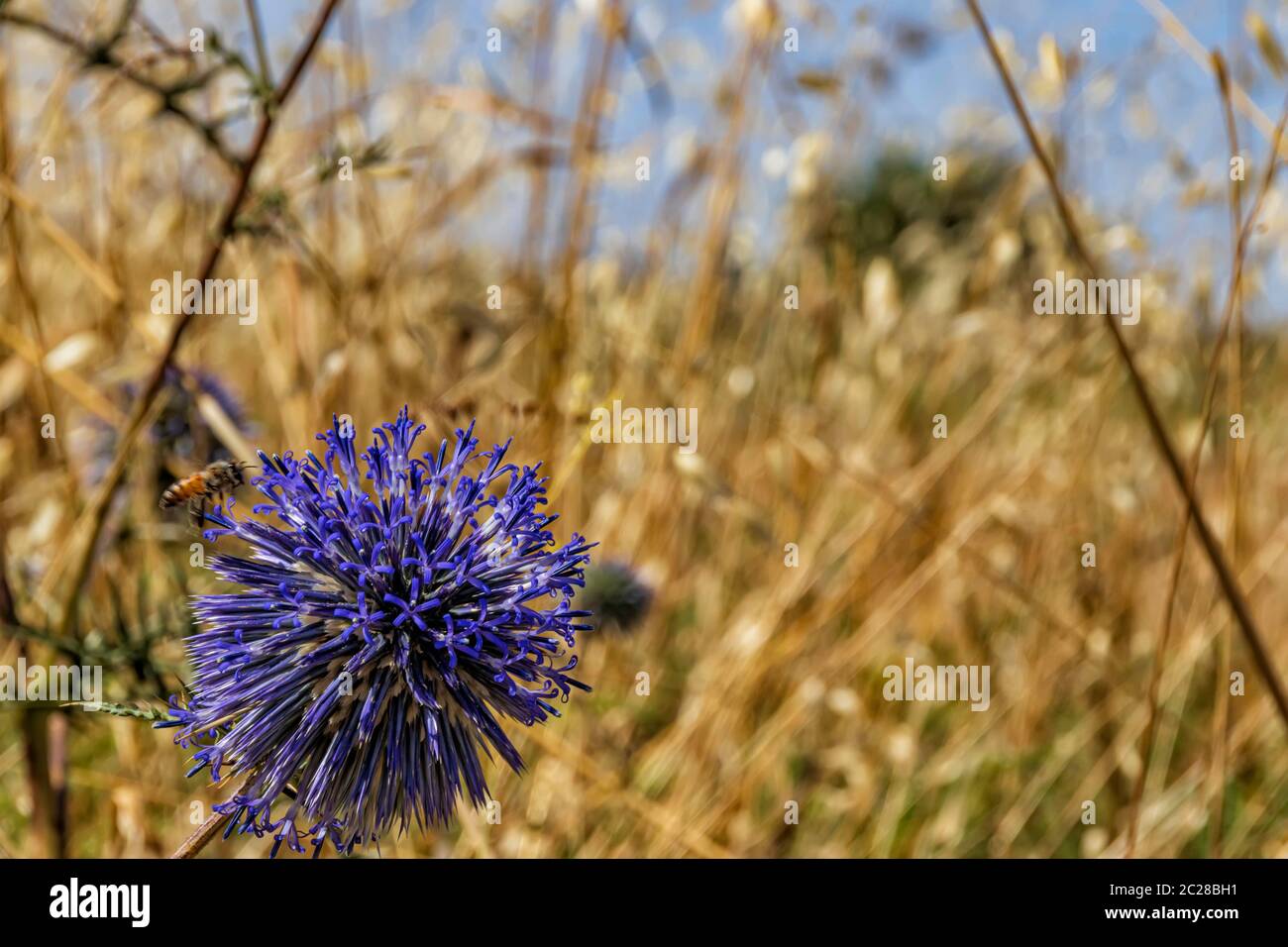 Violet Echinops bannaticus flower with bee over close up on yellow dry grass background Stock Photo