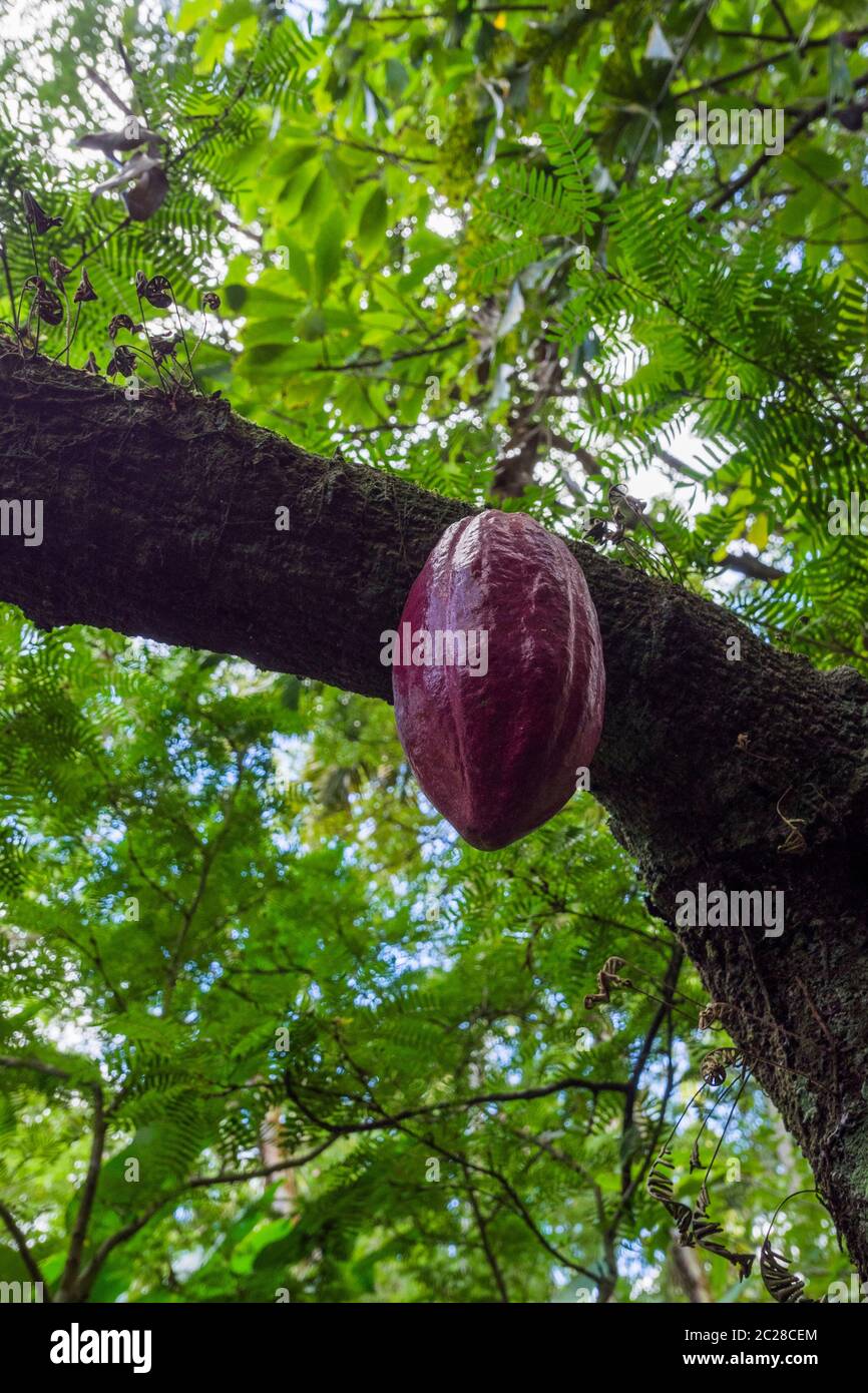 Cocoa Pod Saint Lucia in the Caribbean Sea Stock Photo Alamy