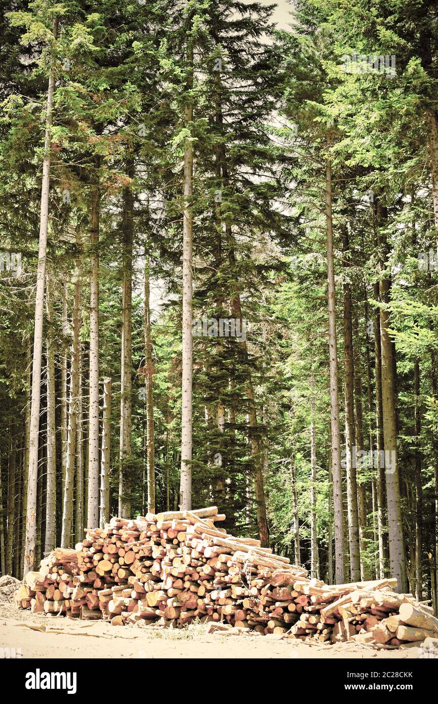 Ecological deforestation in Europe Stock Photo Alamy