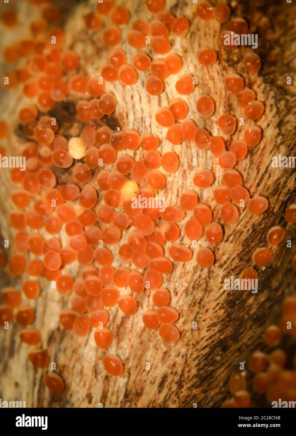 Eggs of a discus fish couple deposited on a root Stock Photo Alamy