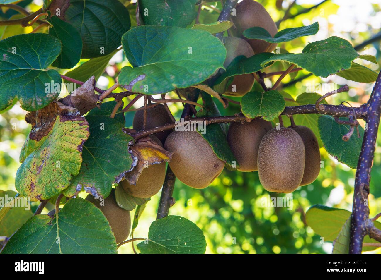 Growing kiwifruit hi-res stock photography and images - Alamy