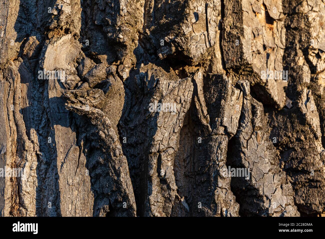A bark and surface of a tree Stock Photo