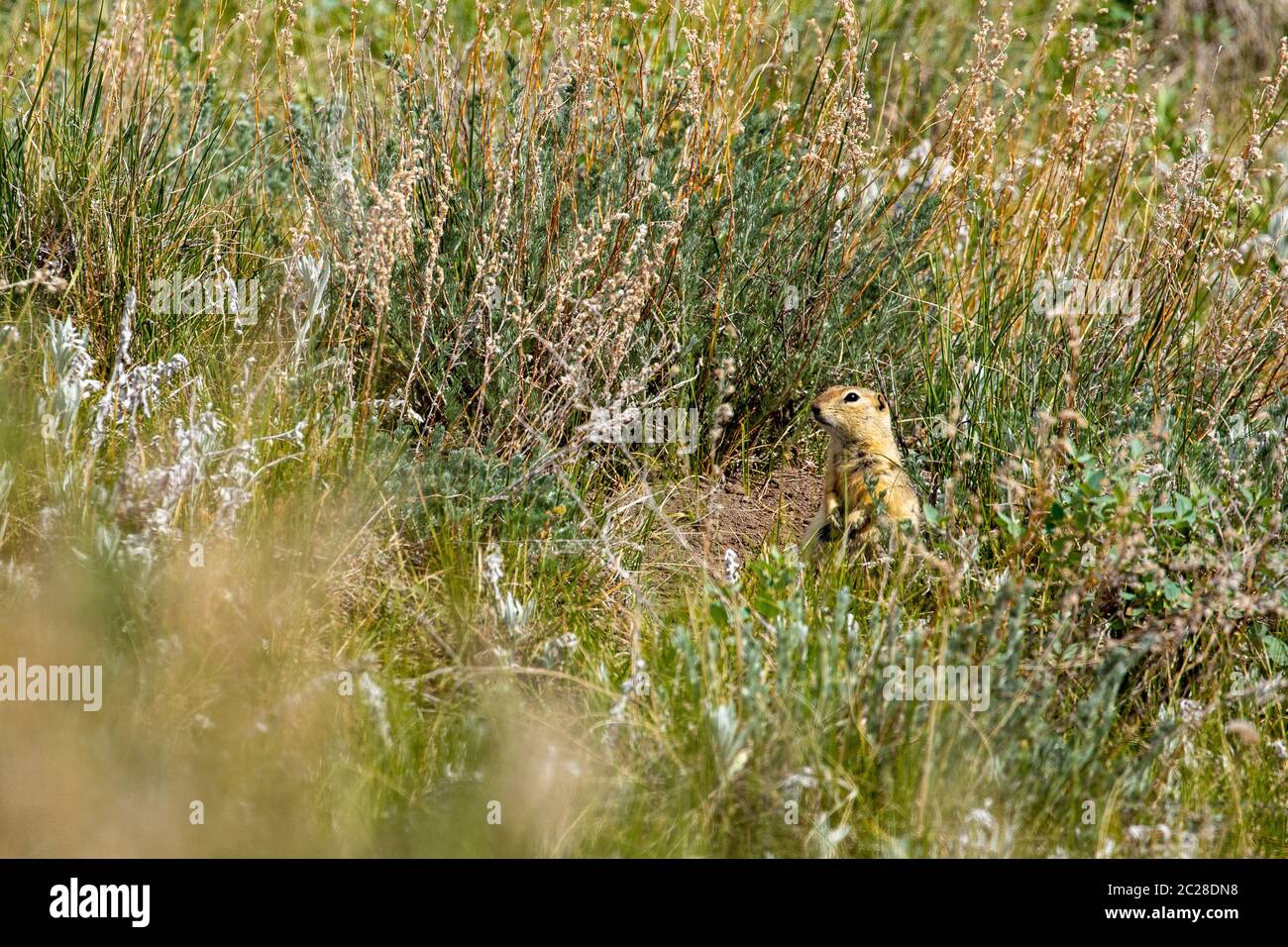 A Prairie Dog on a Meadow Stock Photo