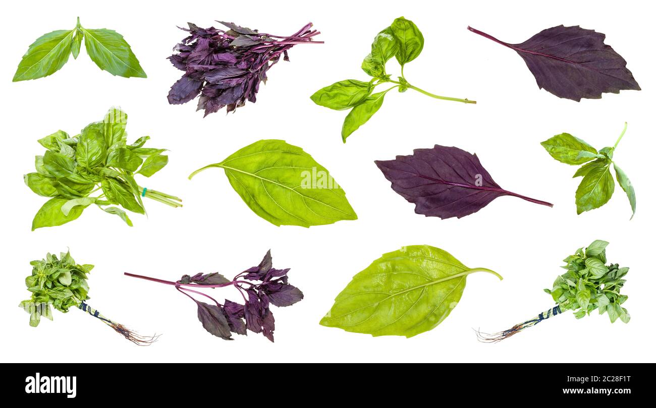 various leaves and twigs of basil plants isolated on white background ...