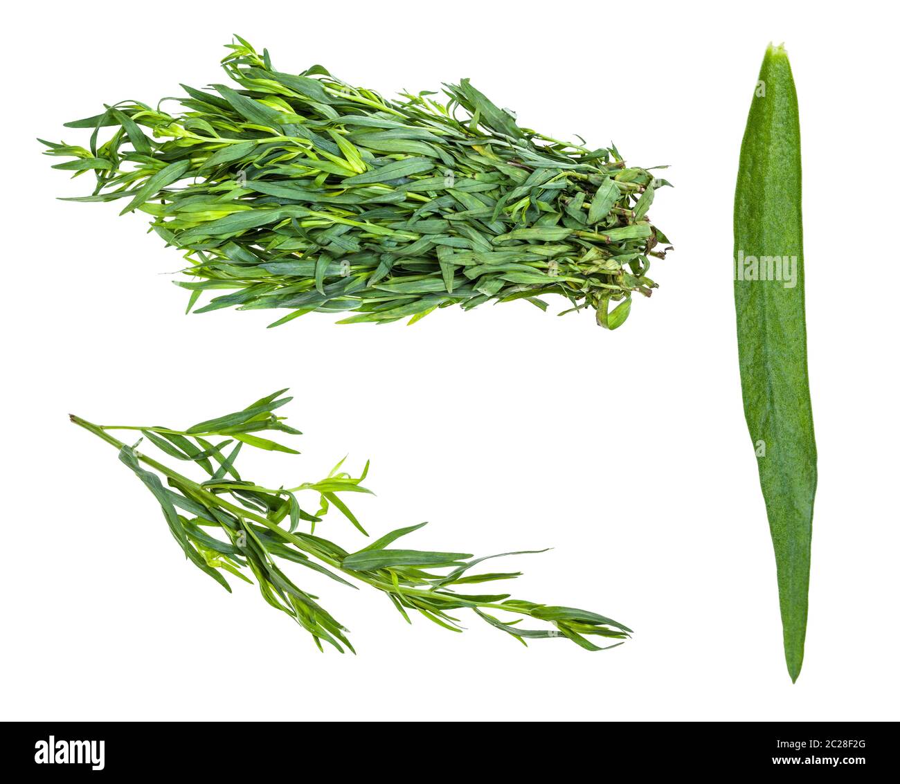 various leaves and twigs of tarragon (estragon) herb isolated on white