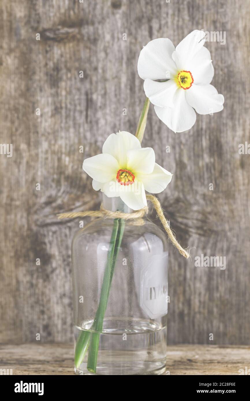 White daffodils, daffodils in a vase in front of wood background. Stock Photo