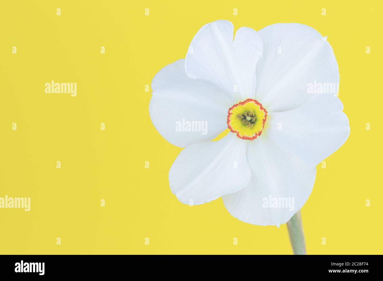 A white daffodil, daffodil in front of yellow background, close-up. Stock Photo