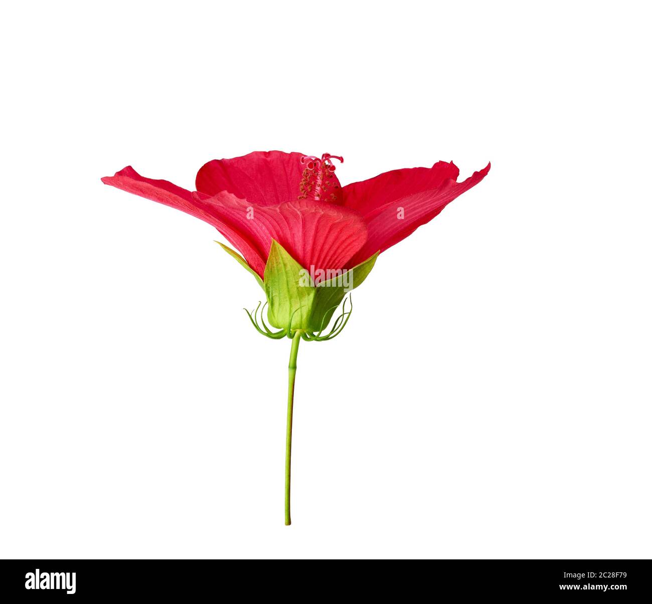 bud red flowering hibiscus isolated on white background, side view, close up Stock Photo