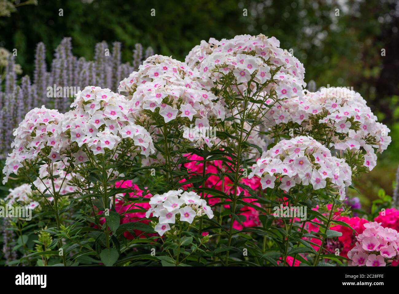 Garden Phlox (Phlox paniculata), flowers of summer Stock Photo