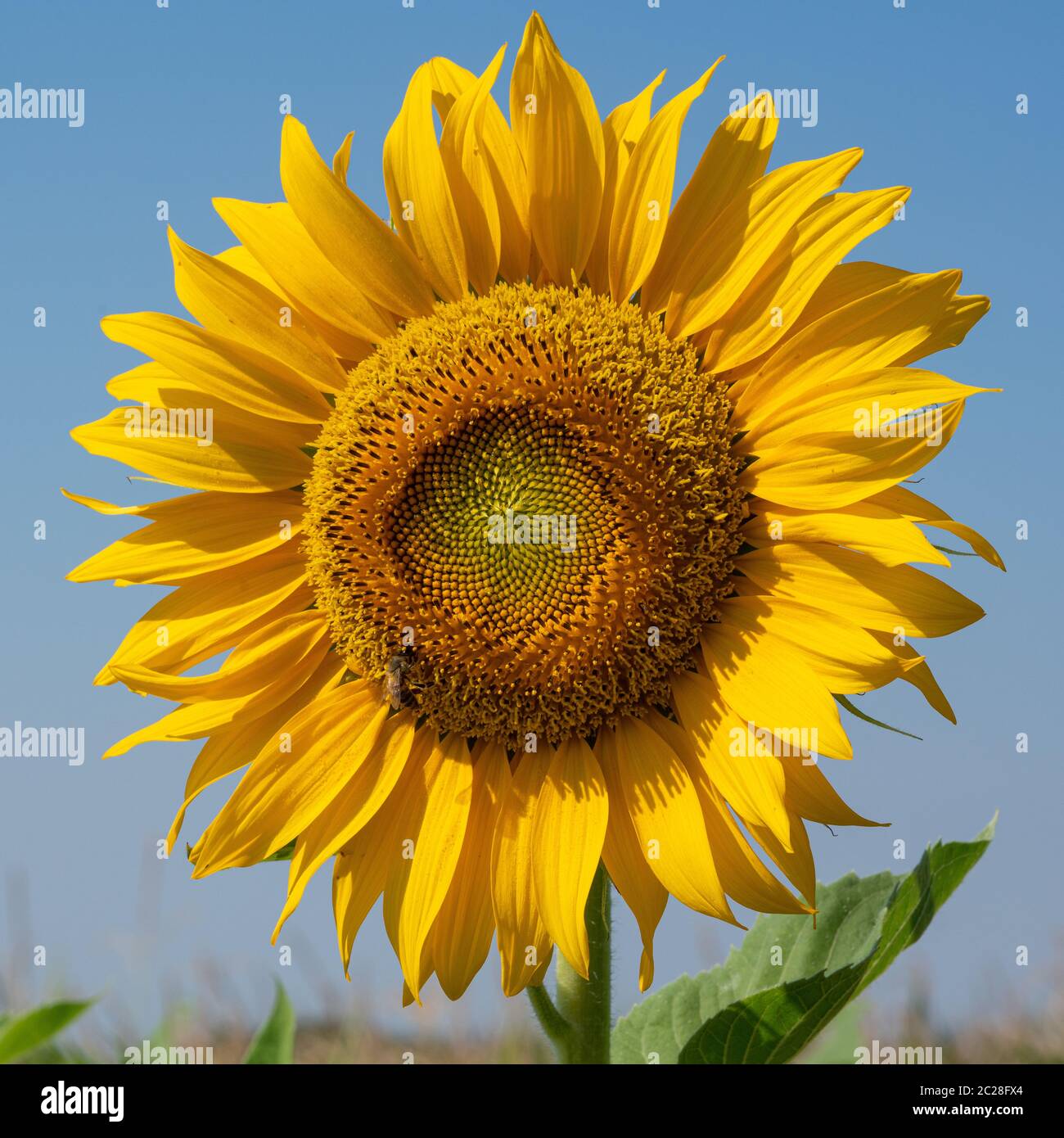 Sunflower (Helianthus annuus), close up of the flower head Stock Photo ...