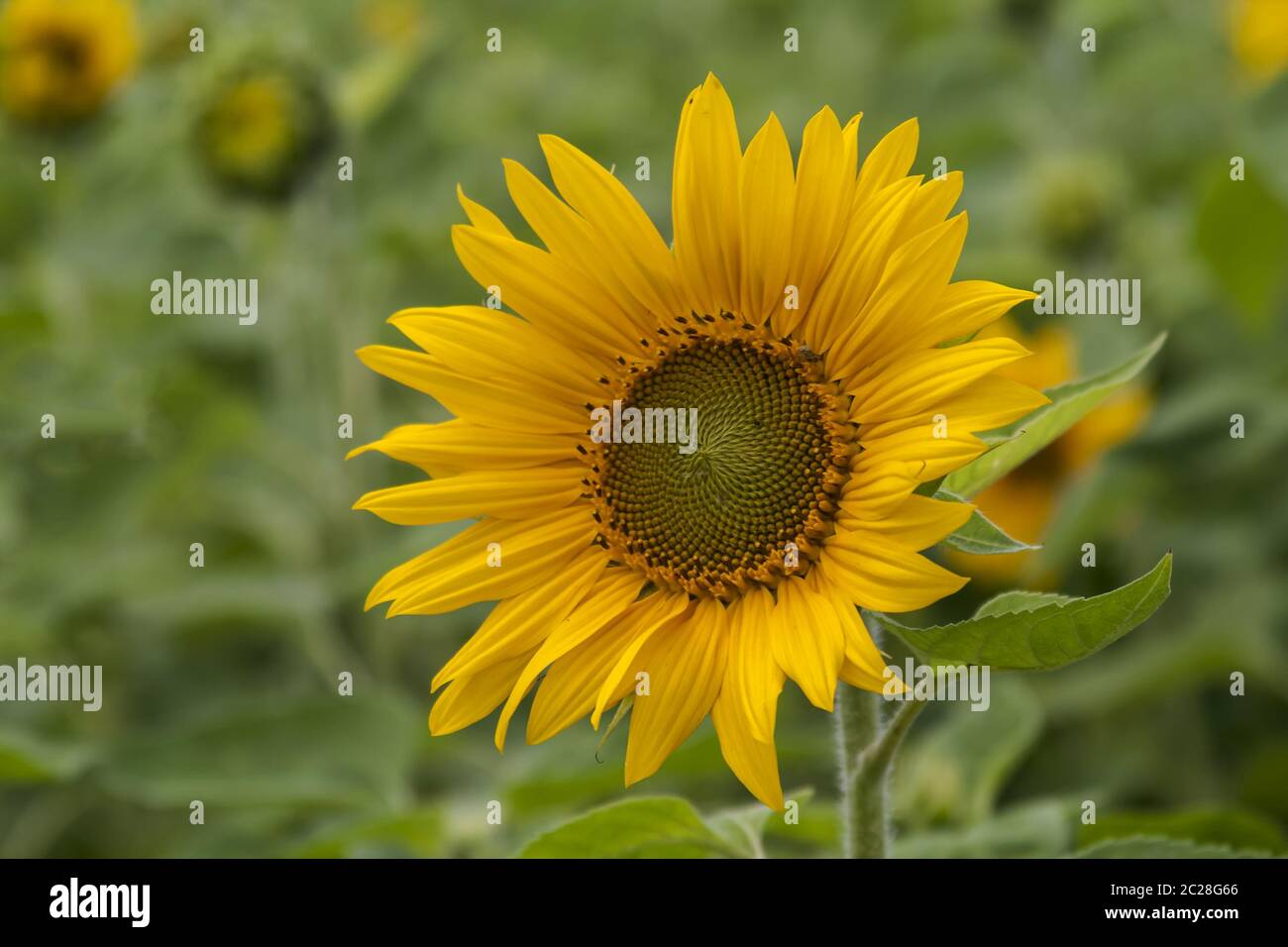 Sunflower (Helianthus annuus Stock Photo - Alamy