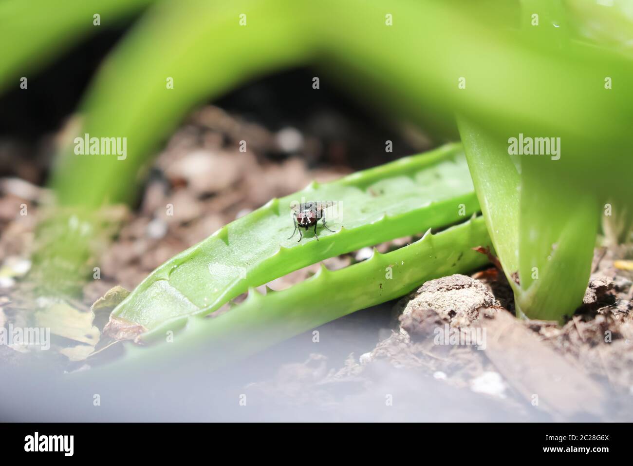 Thorns aloe vera hi-res stock photography and images - Alamy